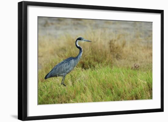 Kenya, Amboseli National Park, Black-Headed Heron-Thibault Van Stratum-Framed Photographic Print