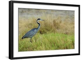 Kenya, Amboseli National Park, Black-Headed Heron-Thibault Van Stratum-Framed Photographic Print