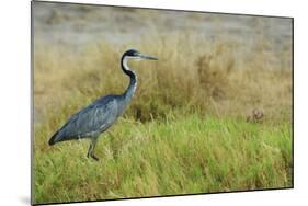 Kenya, Amboseli National Park, Black-Headed Heron-Thibault Van Stratum-Mounted Photographic Print