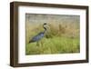 Kenya, Amboseli National Park, Black-Headed Heron-Thibault Van Stratum-Framed Photographic Print