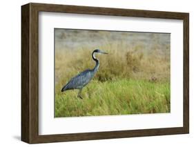 Kenya, Amboseli National Park, Black-Headed Heron-Thibault Van Stratum-Framed Photographic Print