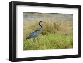 Kenya, Amboseli National Park, Black-Headed Heron-Thibault Van Stratum-Framed Photographic Print