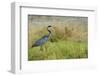 Kenya, Amboseli National Park, Black-Headed Heron-Thibault Van Stratum-Framed Photographic Print