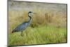 Kenya, Amboseli National Park, Black-Headed Heron-Thibault Van Stratum-Mounted Photographic Print