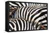 Kenya, Amboseli National Park, close up on Zebra Stripes-Anthony Asael-Framed Stretched Canvas