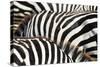 Kenya, Amboseli National Park, close up on Zebra Stripes-Anthony Asael-Stretched Canvas