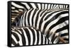 Kenya, Amboseli National Park, close up on Zebra Stripes-Anthony Asael-Framed Stretched Canvas