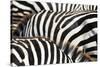 Kenya, Amboseli National Park, close up on Zebra Stripes-Anthony Asael-Stretched Canvas