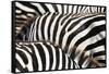 Kenya, Amboseli National Park, close up on Zebra Stripes-Anthony Asael-Framed Stretched Canvas