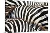 Kenya, Amboseli National Park, close up on Zebra Stripes-Anthony Asael-Stretched Canvas