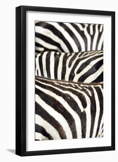 Kenya, Amboseli National Park, Close Up on Zebra Stripes-Anthony Asael-Framed Premium Photographic Print