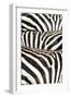 Kenya, Amboseli National Park, Close Up on Zebra Stripes-Anthony Asael-Framed Premium Photographic Print