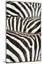 Kenya, Amboseli National Park, Close Up on Zebra Stripes-Anthony Asael-Mounted Premium Photographic Print