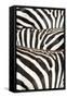 Kenya, Amboseli National Park, Close Up on Zebra Stripes-Anthony Asael-Framed Stretched Canvas