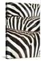 Kenya, Amboseli National Park, Close Up on Zebra Stripes-Anthony Asael-Stretched Canvas