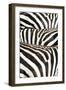 Kenya, Amboseli National Park, Close Up on Zebra Stripes-Anthony Asael-Framed Photographic Print