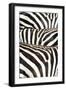 Kenya, Amboseli National Park, Close Up on Zebra Stripes-Anthony Asael-Framed Photographic Print