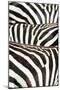 Kenya, Amboseli National Park, Close Up on Zebra Stripes-Anthony Asael-Mounted Photographic Print