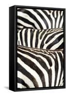 Kenya, Amboseli National Park, Close Up on Zebra Stripes-Anthony Asael-Framed Stretched Canvas