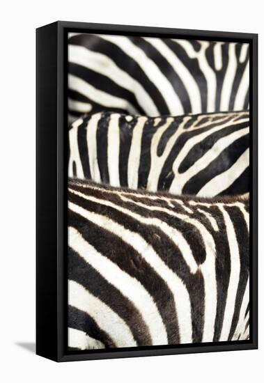 Kenya, Amboseli National Park, Close Up on Zebra Stripes-Anthony Asael-Framed Stretched Canvas