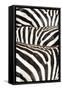 Kenya, Amboseli National Park, Close Up on Zebra Stripes-Anthony Asael-Framed Stretched Canvas