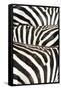 Kenya, Amboseli National Park, Close Up on Zebra Stripes-Anthony Asael-Framed Stretched Canvas