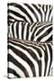 Kenya, Amboseli National Park, Close Up on Zebra Stripes-Anthony Asael-Stretched Canvas