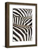 Kenya, Amboseli National Park, Close Up on Zebra Stripes-Anthony Asael-Framed Photographic Print