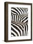 Kenya, Amboseli National Park, Close Up on Zebra Stripes-Anthony Asael-Framed Photographic Print