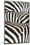 Kenya, Amboseli National Park, Close Up on Zebra Stripes-Anthony Asael-Mounted Photographic Print