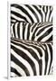 Kenya, Amboseli National Park, Close Up on Zebra Stripes-Anthony Asael-Framed Premium Photographic Print