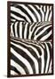 Kenya, Amboseli National Park, Close Up on Zebra Stripes-Anthony Asael-Framed Premium Photographic Print