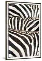 Kenya, Amboseli National Park, Close Up on Zebra Stripes-Anthony Asael-Framed Premium Photographic Print