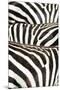 Kenya, Amboseli National Park, Close Up on Zebra Stripes-Anthony Asael-Mounted Premium Photographic Print