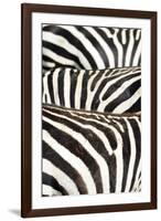 Kenya, Amboseli National Park, Close Up on Zebra Stripes-Anthony Asael-Framed Photographic Print