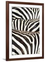 Kenya, Amboseli National Park, Close Up on Zebra Stripes-Anthony Asael-Framed Photographic Print