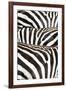 Kenya, Amboseli National Park, Close Up on Zebra Stripes-Anthony Asael-Framed Photographic Print