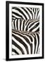 Kenya, Amboseli National Park, Close Up on Zebra Stripes-Anthony Asael-Framed Photographic Print