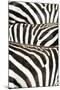 Kenya, Amboseli National Park, Close Up on Zebra Stripes-Anthony Asael-Mounted Photographic Print