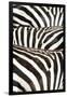 Kenya, Amboseli National Park, Close Up on Zebra Stripes-Anthony Asael-Framed Photographic Print