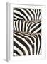 Kenya, Amboseli National Park, Close Up on Zebra Stripes-Anthony Asael-Framed Photographic Print