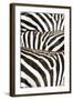 Kenya, Amboseli National Park, Close Up on Zebra Stripes-Anthony Asael-Framed Photographic Print