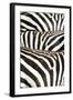 Kenya, Amboseli National Park, Close Up on Zebra Stripes-Anthony Asael-Framed Photographic Print