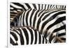 Kenya, Amboseli National Park, close up on Zebra Stripes-Anthony Asael-Framed Photographic Print