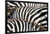 Kenya, Amboseli National Park, close up on Zebra Stripes-Anthony Asael-Framed Photographic Print