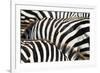 Kenya, Amboseli National Park, close up on Zebra Stripes-Anthony Asael-Framed Photographic Print