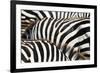 Kenya, Amboseli National Park, close up on Zebra Stripes-Anthony Asael-Framed Photographic Print