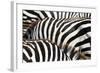 Kenya, Amboseli National Park, close up on Zebra Stripes-Anthony Asael-Framed Photographic Print