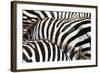 Kenya, Amboseli National Park, close up on Zebra Stripes-Anthony Asael-Framed Photographic Print