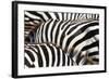 Kenya, Amboseli National Park, close up on Zebra Stripes-Anthony Asael-Framed Photographic Print